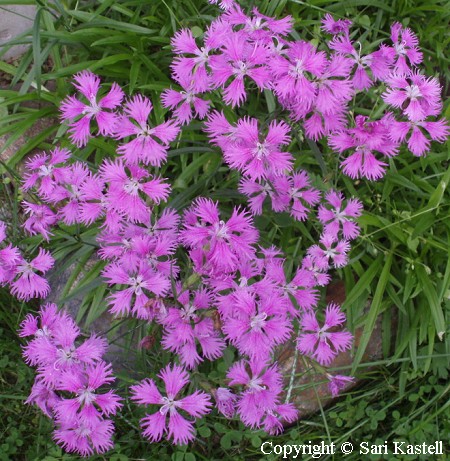 Dianthus x courtoisii 'Saana', lapinneilikka